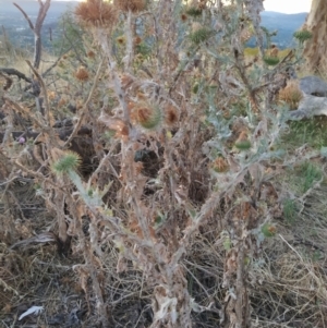 Onopordum acanthium at Fadden, ACT - 26 Jan 2023