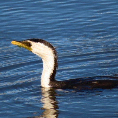 Microcarbo melanoleucos (Little Pied Cormorant) at Molonglo, ACT - 25 Jan 2023 by MatthewFrawley