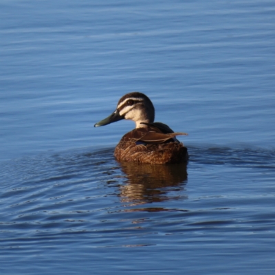 Anas superciliosa (Pacific Black Duck) at Coombs Ponds - 25 Jan 2023 by MatthewFrawley