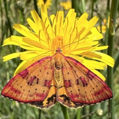 Chrysolarentia perornata (Ornate Carpet) at Bimberi Nature Reserve - 25 Jan 2023 by Pirom