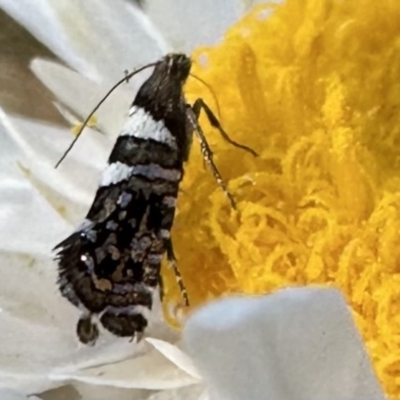 Glyphipterix meteora (A Sedge Moth) at Cotter River, ACT - 25 Jan 2023 by Pirom