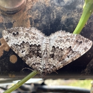 Chrysolarentia argocyma at Bimberi, NSW - 25 Jan 2023