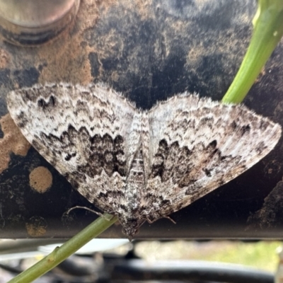 Chrysolarentia argocyma (White-waved Carpet) at Bimberi, NSW - 25 Jan 2023 by Pirom