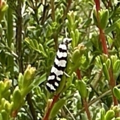 Technitis amoenana (A tortrix or leafroller moth) at Cotter River, ACT - 25 Jan 2023 by Pirom