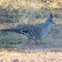 Ocyphaps lophotes (Crested Pigeon) at Coombs Ponds - 25 Jan 2023 by MatthewFrawley