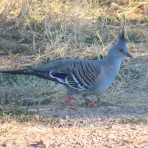 Ocyphaps lophotes at Molonglo, ACT - 25 Jan 2023