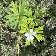 Geranium sp. (Geranium) at Cotter River, ACT - 25 Jan 2023 by Pirom