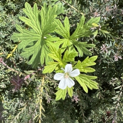Geranium (genus) (Geranium) at Cotter River, ACT - 25 Jan 2023 by Pirom