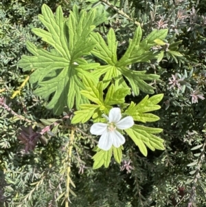 Geranium sp. at Cotter River, ACT - 25 Jan 2023