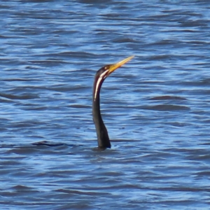 Anhinga novaehollandiae at Molonglo Valley, ACT - 25 Jan 2023 06:57 PM