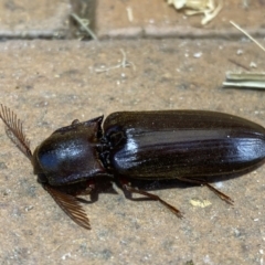 Pseudotetralobus australasiae (Click beetle) at QPRC LGA - 25 Jan 2023 by Steve_Bok