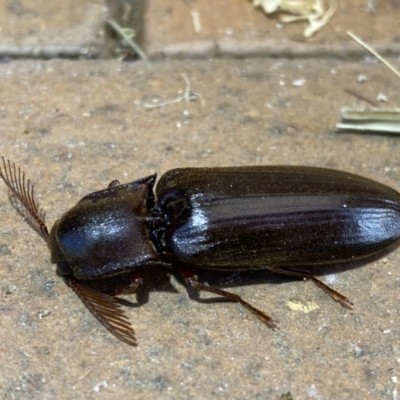 Pseudotetralobus australasiae (Click beetle) at Jerrabomberra, NSW - 25 Jan 2023 by Steve_Bok