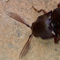 Pseudotetralobus australasiae at Jerrabomberra, NSW - suppressed