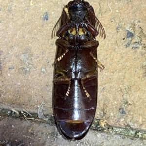 Pseudotetralobus australasiae at Jerrabomberra, NSW - suppressed