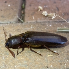 Pseudotetralobus australasiae at Jerrabomberra, NSW - suppressed