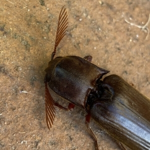 Pseudotetralobus australasiae at Jerrabomberra, NSW - suppressed