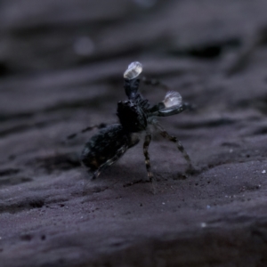 Proszynellus sp. (genus) at Florey, ACT - suppressed