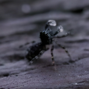 Proszynellus sp. (genus) at Florey, ACT - 25 Jan 2023