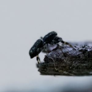 Proszynellus sp. (genus) at Florey, ACT - suppressed