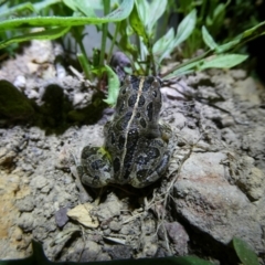 Limnodynastes tasmaniensis (Spotted Grass Frog) at Charleys Forest, NSW - 25 Jan 2023 by arjay