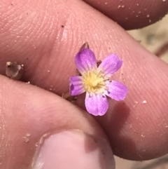 Calandrinia calyptrata (Pink Purslane) at Morton National Park - 28 Dec 2022 by Tapirlord