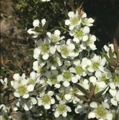 Leptospermum polygalifolium subsp. polygalifolium (Yellow Teatree) at Boolijah, NSW - 28 Dec 2022 by Tapirlord