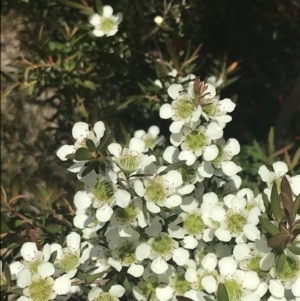 Leptospermum polygalifolium subsp. polygalifolium at Boolijah, NSW - 28 Dec 2022 01:21 PM