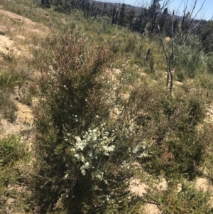 Leptospermum polygalifolium subsp. polygalifolium at Boolijah, NSW - 28 Dec 2022 01:21 PM