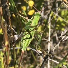 Chlorodectes montanus (Montane green shield back katydid) at Boolijah, NSW - 28 Dec 2022 by Tapirlord