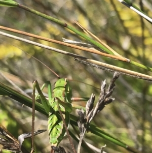 Chlorodectes montanus at Boolijah, NSW - 28 Dec 2022