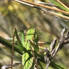 Chlorodectes montanus at Boolijah, NSW - 28 Dec 2022 01:09 PM