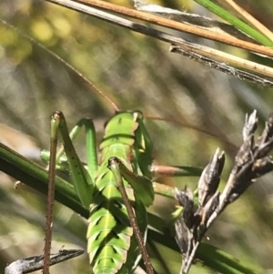 Chlorodectes montanus at Boolijah, NSW - 28 Dec 2022 01:09 PM