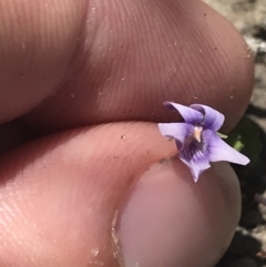 Viola silicestris (Sandstone Violet) at Boolijah, NSW - 28 Dec 2022 by Tapirlord