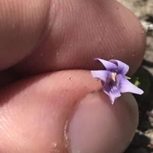 Viola silicestris at Boolijah, NSW - 28 Dec 2022