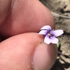 Viola silicestris at Boolijah, NSW - 28 Dec 2022