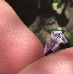 Viola silicestris at Boolijah, NSW - 28 Dec 2022