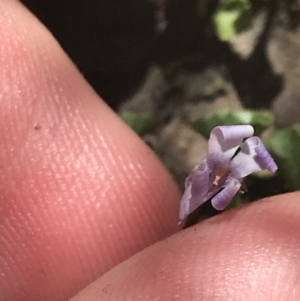 Viola silicestris at Boolijah, NSW - 28 Dec 2022