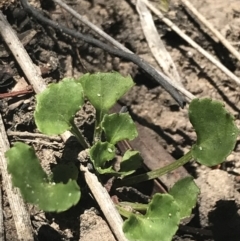 Viola silicestris at Boolijah, NSW - 28 Dec 2022