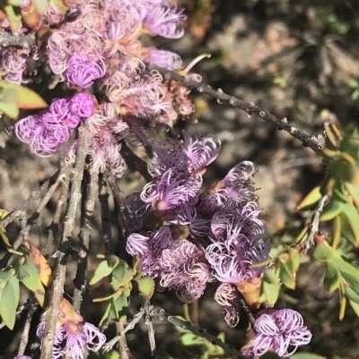 Melaleuca thymifolia (Thyme Honey-myrtle) at Morton National Park - 28 Dec 2022 by Tapirlord