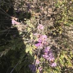 Melaleuca thymifolia at Boolijah, NSW - 28 Dec 2022