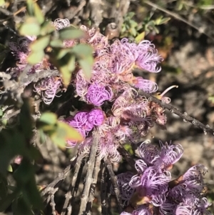 Melaleuca thymifolia at Boolijah, NSW - 28 Dec 2022