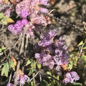 Melaleuca thymifolia at Boolijah, NSW - 28 Dec 2022