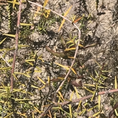 Acacia ulicifolia (Prickly Moses) at Morton National Park - 28 Dec 2022 by Tapirlord