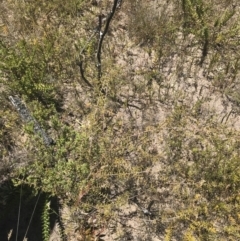 Acacia ulicifolia at Boolijah, NSW - 28 Dec 2022