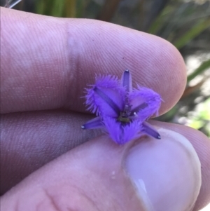 Thysanotus juncifolius at Sassafras, NSW - 28 Dec 2022