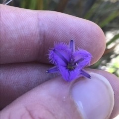 Thysanotus juncifolius (Branching Fringe Lily) at Sassafras, NSW - 28 Dec 2022 by Tapirlord