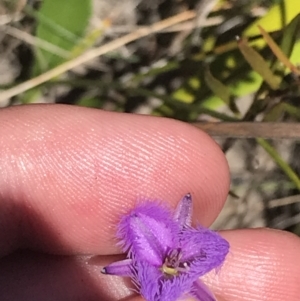 Thysanotus juncifolius at Sassafras, NSW - 28 Dec 2022