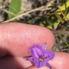 Thysanotus juncifolius at Sassafras, NSW - 28 Dec 2022