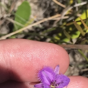 Thysanotus juncifolius at Sassafras, NSW - 28 Dec 2022