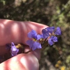 Dampiera stricta (Blue Dampiera) at Morton National Park - 27 Dec 2022 by Tapirlord